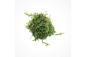 SubstrateSource Christmas Moss Live Aquarium Plant - Freshwater Fish Tank Decorations for Natural Aquatic Décor (Golf Ball)