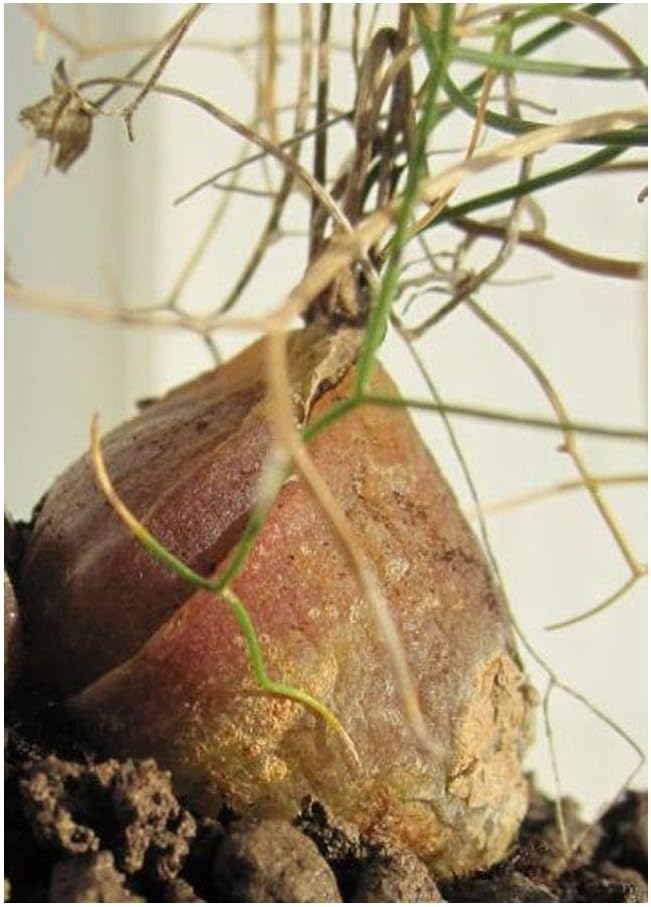 Idea High Schizobasis Intricata Syn Drimia Intricata 3 Seeds Amazon Ca Home Kitchen