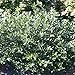 Little Goblin Guy WInterberry - Ilex - 4" pot - Male Pollinator - 4" Pot