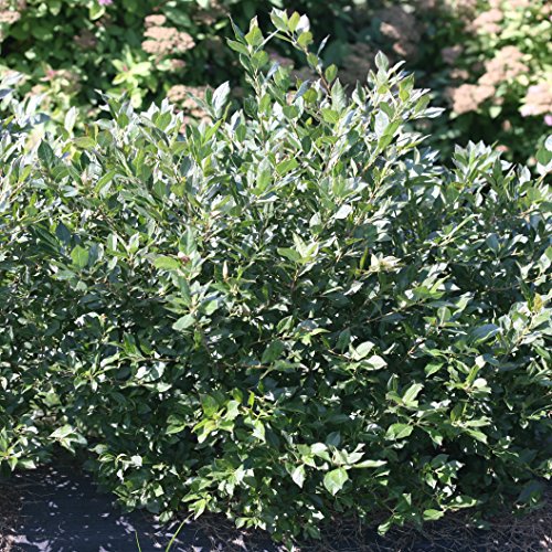 Little Goblin Guy WInterberry - Ilex - 4 Little Goblin Guy WInterberry - Ilex - 4