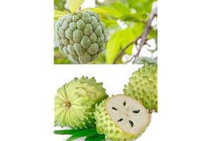 S-PONE 10+ Soursop Graviola Guanabana Annona Muricata Fruit Tree Seeds Fresh Tropical Fruit