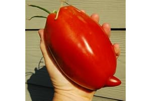 Seeds Tomato Like Pepper Red Long Vegetable Organic Heirloom Ukraine