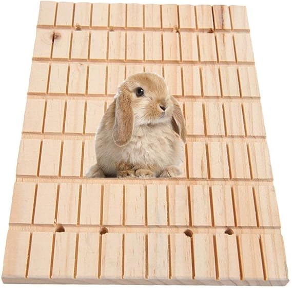 chinchilla rabbit care