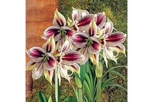 Amaryllis Bulbs Amaryllis Bulb Hippeastrum Bulbs Flowers for Planting Suitable for Planting pots or Gardens Garden Decoration