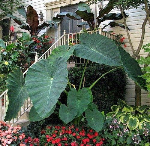 WUHAIMEI 100pcs Giant Elephant Ear Plant, Fresh Colocasia Gigantea, Huge Foliage Seeds