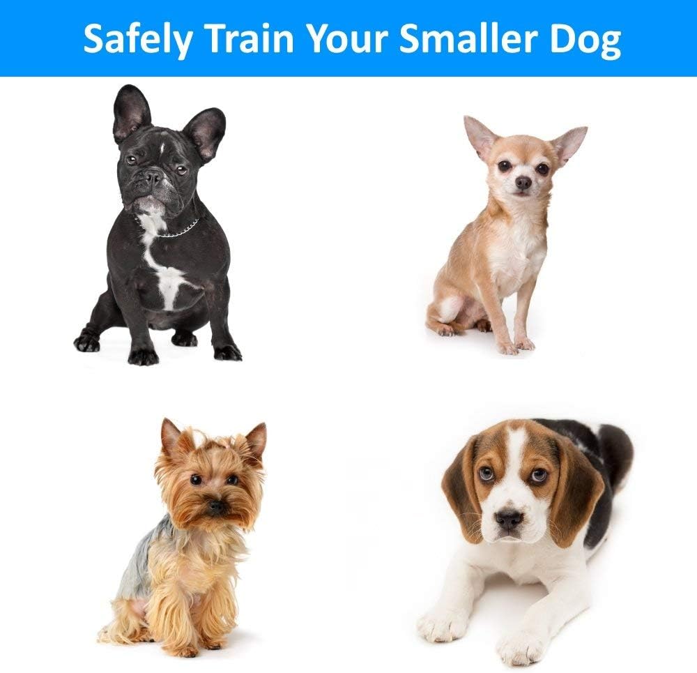 shock collar for toy dogs