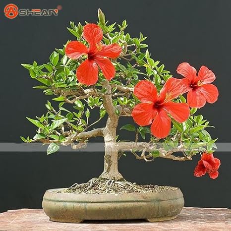 Graines Géant Hibiscus Flower Garden Home Plantes En Pot De