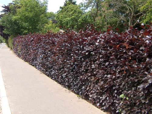 25 X 40-60CM FAGUS SYLVATICA PURPUREA Purple Beech Bare Root Hedging Plants