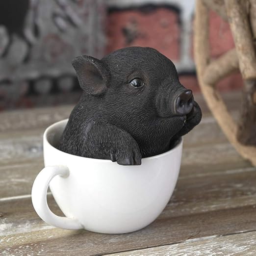 black teacup pig