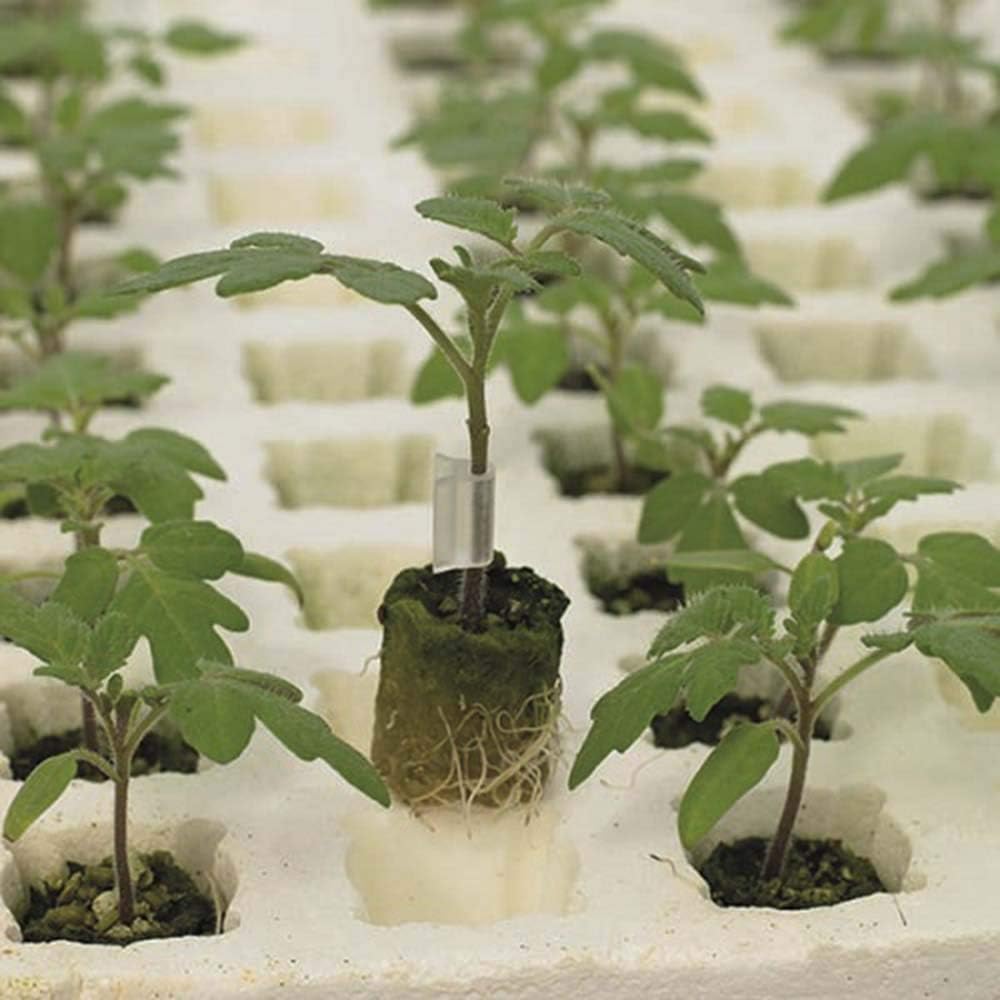 Kings Seeds Tomato Rootstock Estamino F112 Seeds Amazon.co.uk