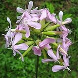 Soapwort Seeds (Saponaria officinalis) 30+ Rare Medicinal Heirloom Herb Seeds in FROZEN SEED CAPSULES for the Gardener & Rare Seeds Collector - Plant Seeds Now or Save Seeds for Years