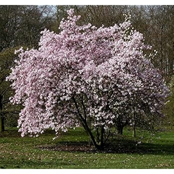 magnolia potted healthy tall pack tree sweetbay growers shrub messel leonard solution plant