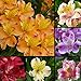Afco 100 Pcs Alstroemeria Lily Seeds Mix Colors Flowers Plant Garden Decor (mixed)