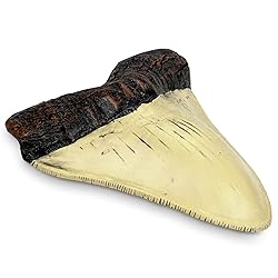 Carcharodon Megalodon Giant Shark Tooth with