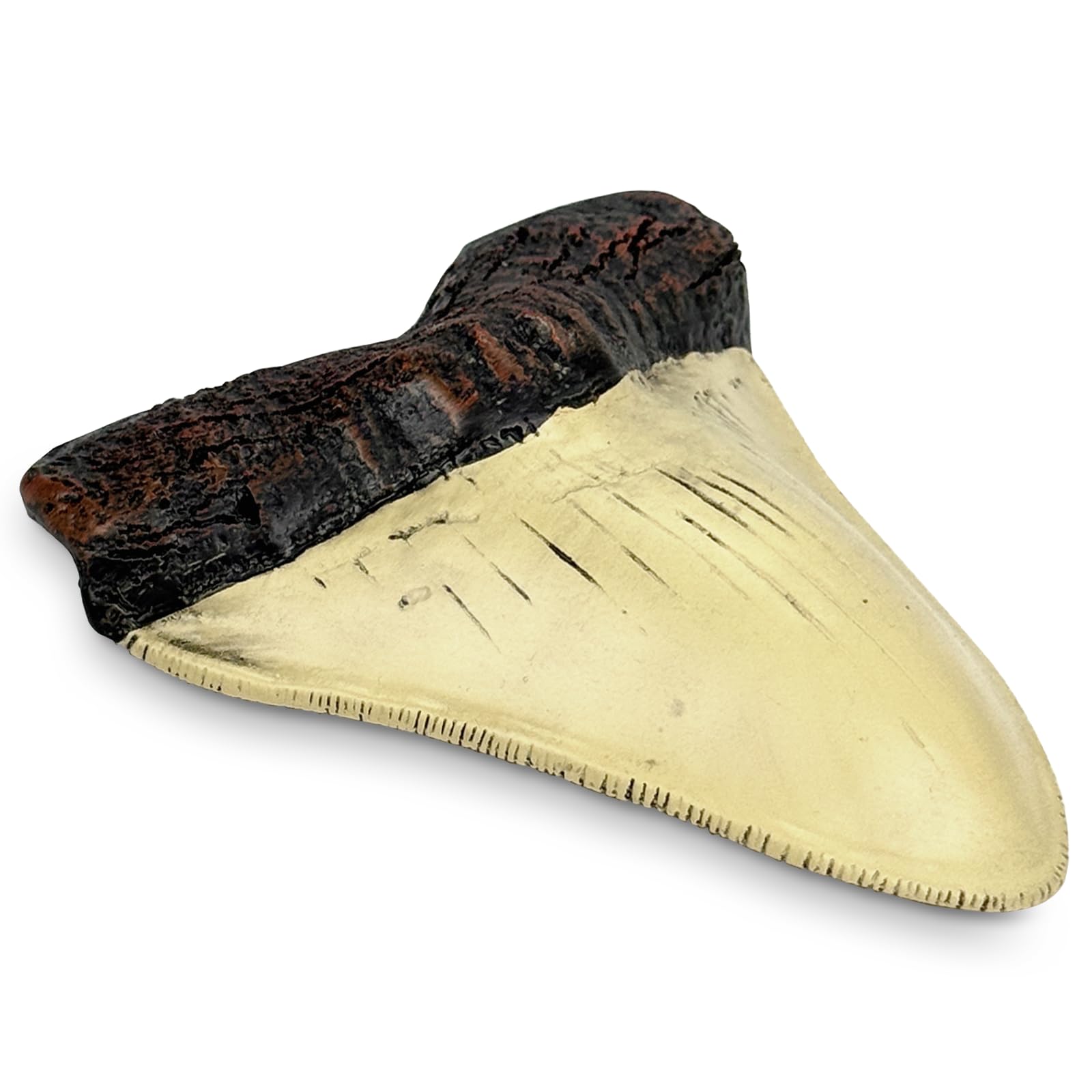 Carcharodon Megalodon Giant Shark Tooth with