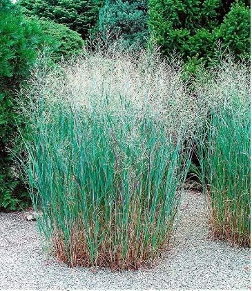 Almost Seeds- Ornamental Grass Setaria Viridis Seeds Garden Maidenhair Grass Feather Grass (Stipa) Sweet Grass Rare Plants Angel's Hairgrass Winterwinterhardy Garden Ornamental Grasses