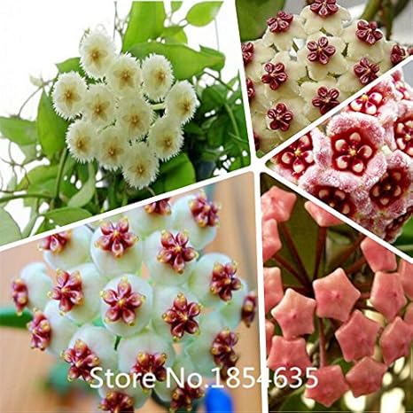 Amazon Co Jp 庭の植物ホヤの種子 鉢植えの花の種 様々な完全なサクラランの種子0個 袋盆栽種子 ホーム キッチン