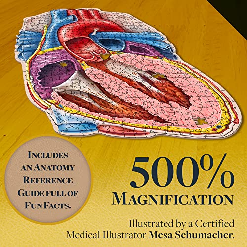 Dr. Livingston's Human Heart Anatomy Puzzle A Medically Accurate Jigsaw Puzzle of the Heart