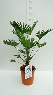 Trachycarpus wagnerianus, Hanfpalme, Palme, Winterhart - verschiedene Größen (80-100cm Stamm 15+cm - Topf Ø 26 cm)
