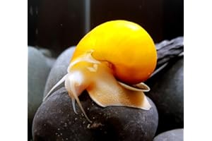 Aquatic Discounts – 1 Gold Mystery Snail – BUY2GET1FREE! Great Addition to Any Freshwater Tank! Active Algae Eater, Bottom Debris and uneaten Fish Food! Perfect Tank Mate for Bettas, Guppy