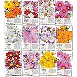 Seed Needs Cosmos Wildflower Seed Packet Collection (12 Individual Packets) Open Pollinated Seeds