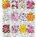 Crazy Cosmos Seed Packet Assortment (12 Individual Packets) Open Pollinated Seeds by Seed Needs