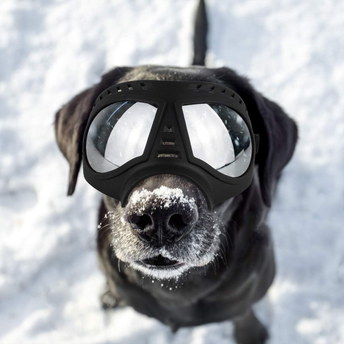 petleso dog goggles