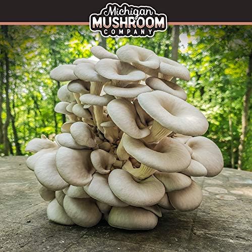 Detroit Mushroom Company Grow Your Own - Kit de Setas para Hongos ...