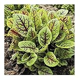 David's Garden Seeds Greens Leafy Sorrel Red Veined