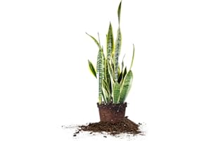 Perfect Plants Snake Plant Sansevieria Trifasciata Laurentii 16in Tall | Easy Care Houseplant | Perfect for Low to Bright Light Conditions, 6 in Grower's Pot