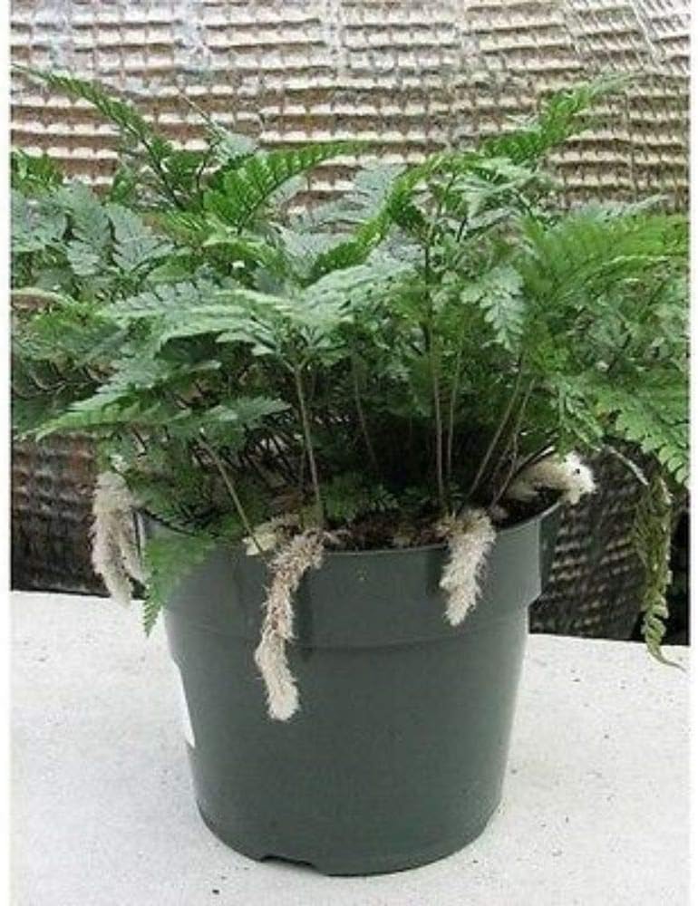 White Rabbits Foot Fern 4"Pot Davallia Plant A6