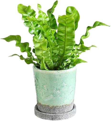 Amazon 観葉植物 エメラルドウェーブ アスプレニウム タニワタリ 陶器鉢植え 観葉植物 オンライン通販