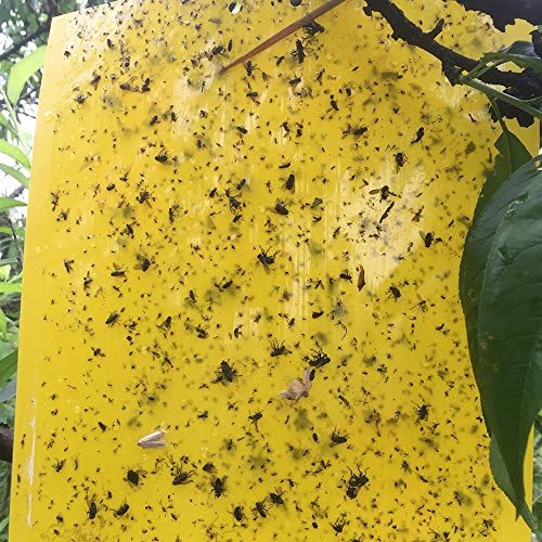 Yellow Sticky Traps, 10-Pack Dual-Sided Bug Fly Stickers Traps Adhesive Traps Glue Board for Flying Plant Insect Like Fungus Gnats, Aphids, Whiteflies, Leafminers (6X10 Inches, 10 Pieces)
