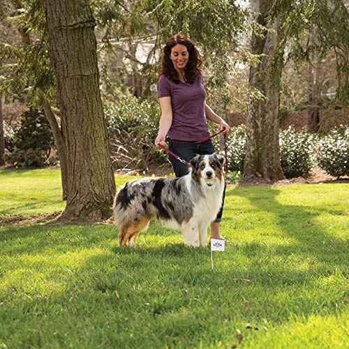 PetSafe Boundary Flags (Bundle of 50), For Use with PetSafe's Dog and Cat In-Ground Fences and Wireless Fences - From the Parent Company of INVISIBLE FENCE Brand, White, 3"x2.5" flags