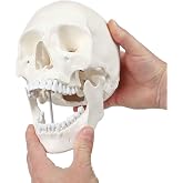 Axis Scientific Human Skull Model for Anatomy Life Size | 3-Part Anatomy Skull Includes Skull Cap with External and Interior Structures