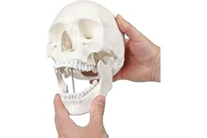 Axis Scientific Human Skull Model Life Size, 3-Part Skull Model Includes Skull Cap with External and Interior Structures, Includes Detailed Product Manual