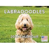 Labradoodle Calendar 2026 Wall 12 Month Monthly Labradoodles Gifts For Labradoodle Lovers Women Men Mom Dad | American Made In The USA
