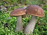 10 G Seeds Spores of Birch Bolete Leccinum Scabrum Mushrooms Garden Kit / Fungus