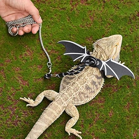 black dragon lizard pet