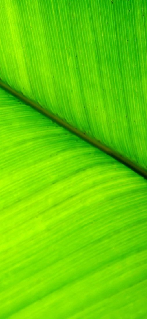 PeelitStickit Leaf, Beautiful Nature Wall Murals, ID-3269, vinyl