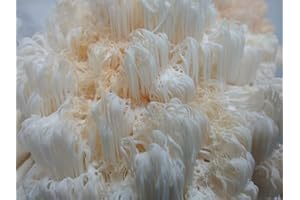 BRISTOL MUSHROOMS Fresh Picked Organic Lion's Mane Mushrooms