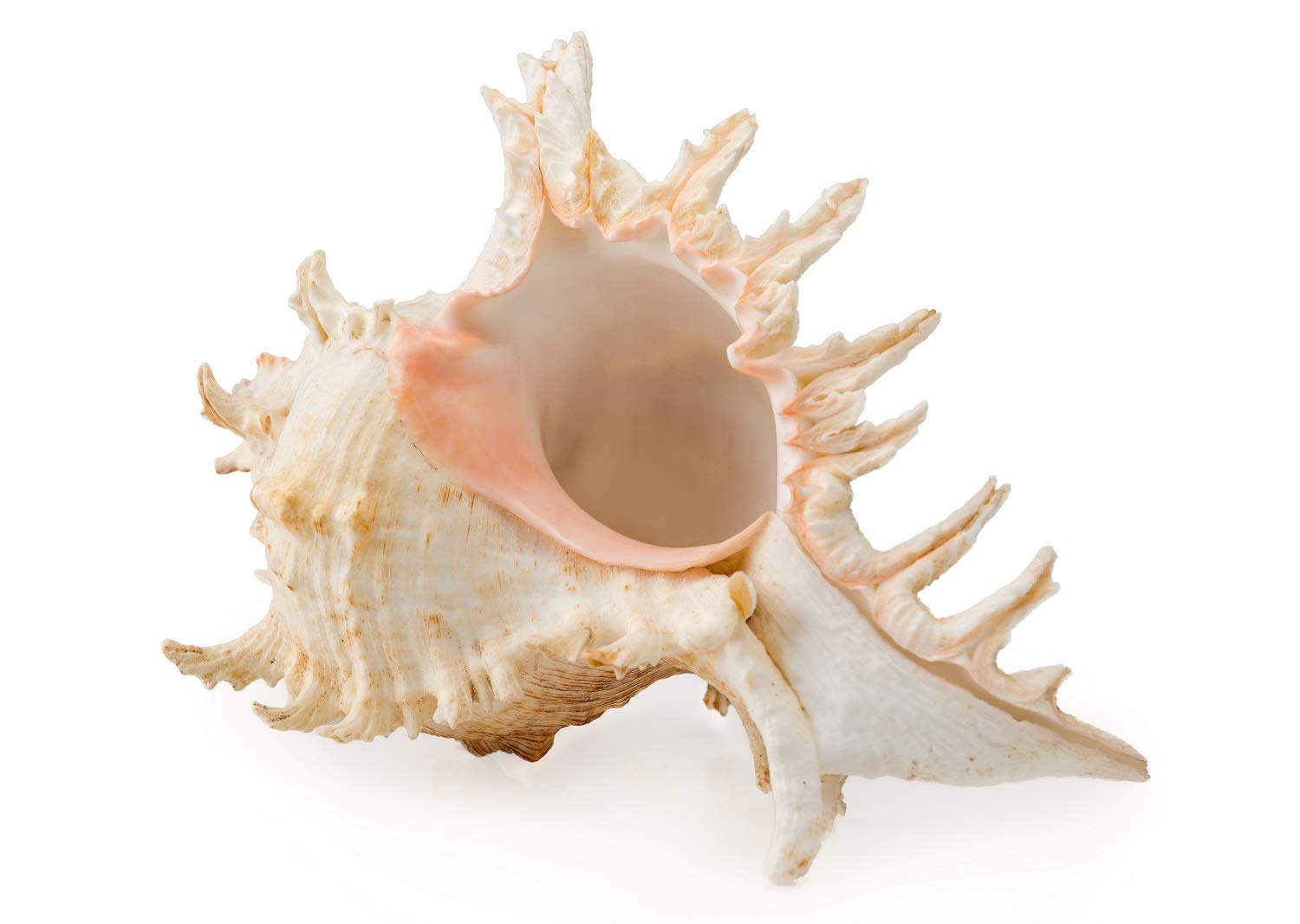 AVALON Murex Seashell 15-20cm Size | 1 Pc | Beach Inspired Home Decor | Nautical Table Centerpiece | Handpicked Unique and Authentic White Conch Shell | Elegant Coastal Accent | Airplant Shell Vase