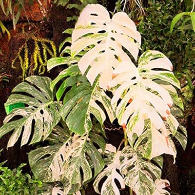 50 Pcs Bag Monstera Variegated Seeds Rare Tree Mixed Color Fresh Seeds Farmer Home Decor Amazon Com Au