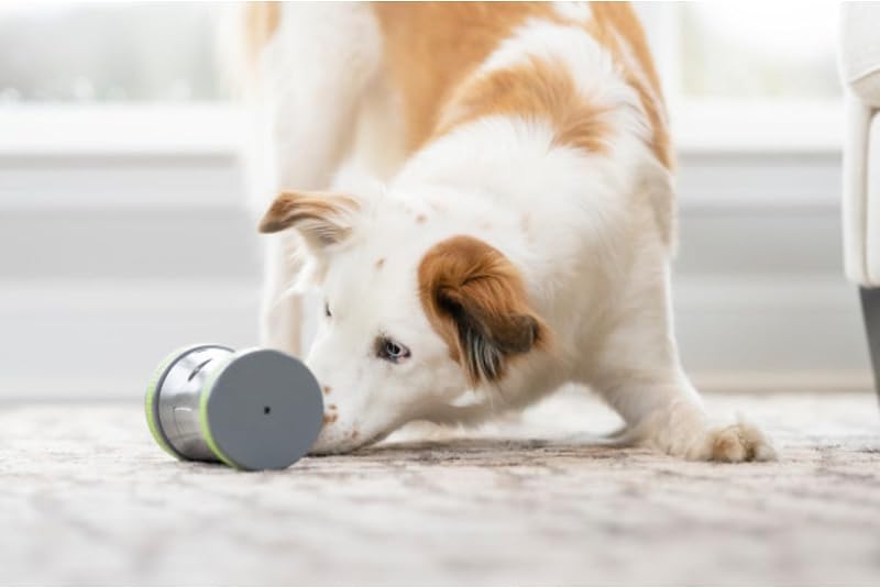 Kibble Chase Jouet Distributeur de friandises pour Chiens, Jouet interactif Robuste, Fonctionne avec 3 Piles AA