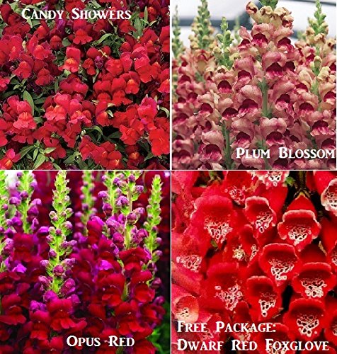 Bulk 3 snapdragon seeds survival seeds 600 seeds upc 64…