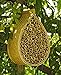 Mason Bee House