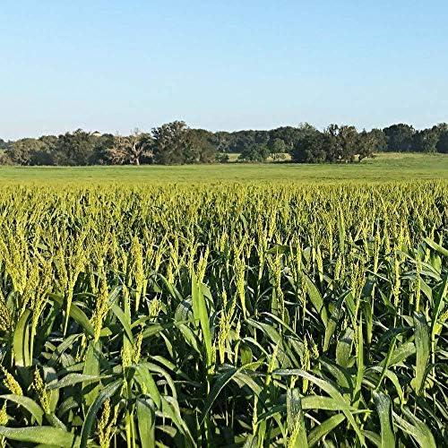 Hancock's Brown Top Millet Seed