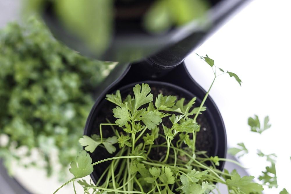 Citysens- Kit Huerto Urbano Vertical con autorriego Inteligente ...