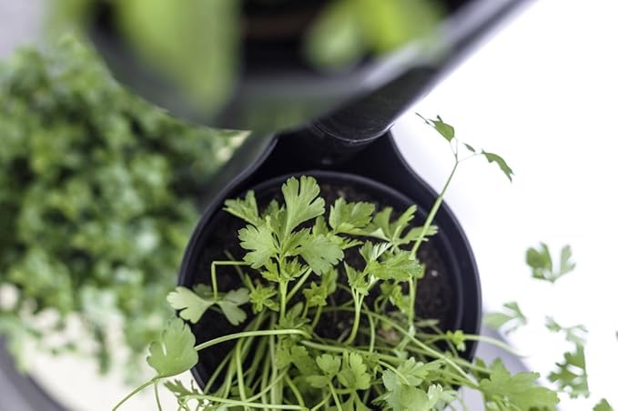 Citysens- Kit Huerto Urbano Vertical con autorriego Inteligente ...