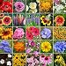 Midwest Wildflower Seed Mix- 1 Pound